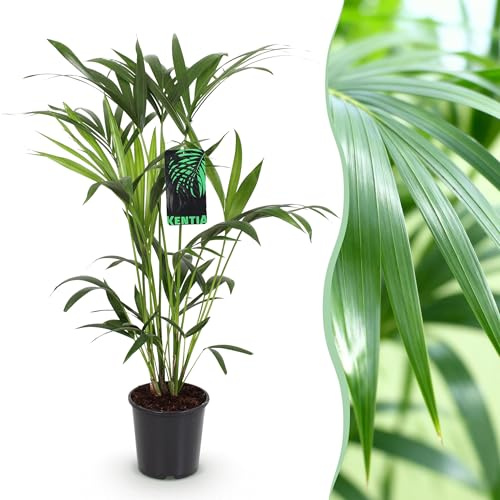 Howea Forsteriana - Kentia Palm - Pflegeleicht - Grün - 80-85cm - Ø19cm - Zimmerpflanze - Immergrün