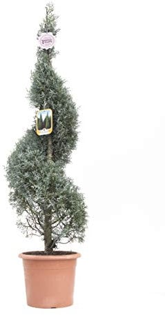 Vannucci Piante - Cupressus arizonica 'Fastigiata', Cipresso blu, Spirale, Pianta vera in vaso, Pianta da terrazzo (cod. 13)