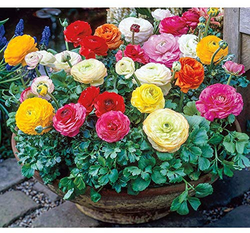 Persian Buttercup Bulbs-Ranunculus Tecolote Mixture (15)