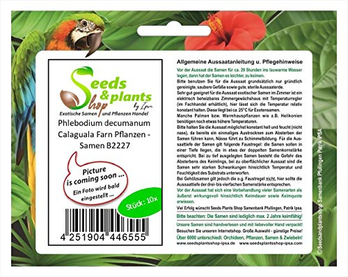 Stk - 10x Phlebodium decumanum Calaguala Farn Pflanzen - Samen B2227 - Seeds & Plants Shop by Ipsa