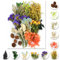 iDattel Natürliche Getrocknete Blumen,Blumen Natürliche Gemischte,DIY Natürliche Getrocknet Blumen Set für Kunst Basteln DIY Harz Scrapbooking Handwerk Karten Machen（grün+violett）