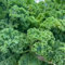25 pcs grünkohl pflanzen kaufen samen - winterharte pflanzen für garten, grünkohlpflanzen winterharte kübelpflanzen bonsai samen wildkräuter samen gemüsebeet exotische samen, garten