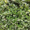 50 pcs Spindelstrauch Winterhart Samen, baumsamen bäume garten winterhart Buxus sinica, Euonymus japonicus, heckenpflanzen winterhart bio samen alte sorten, baum pflanzen exotische