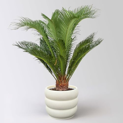 Palmfarn, Topf-Ø 17 cm, Höhe ca. 60 cm, in Topf Byron