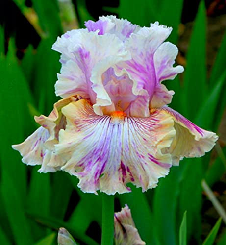 Iris rizoma|Fiori brillanti sono coltivati nel vostro cortile|Piante a fioritura perenne|bulbi iris germanica-1,5bulbis