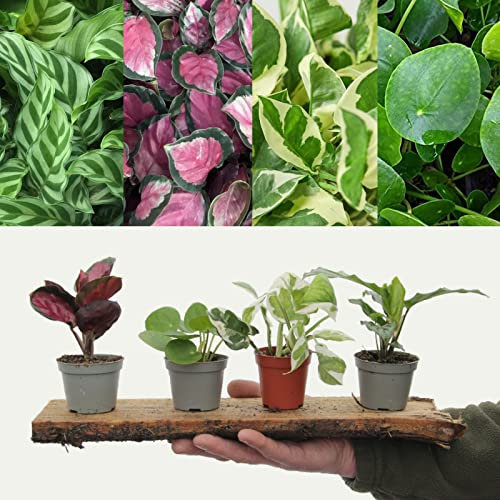 Small House Plant Mix - 3 Indoor Plants in 6cm Pots - Calathea, Epipremnum and Pilea