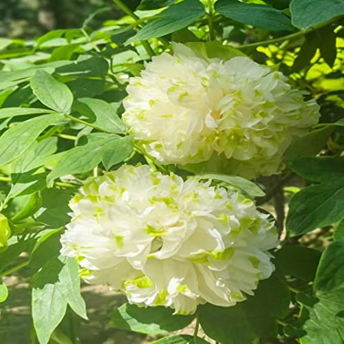 3 Stück pfingstrosen deko pflanzen winterhart zwiebeln knollen pfingstrose - Seltene Pflanze serie - geschenke für hobbygärtner balkonpflanzen blumenzwiebeln frühblüher stauden