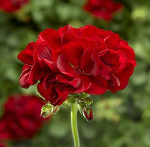 80pieces red Geranium Flower Seeds