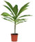 Plumeria Pianta vera - Pianta in Vaso 14 - Plumeria Frangipane Pianta - Pianta vera - Rubra Alba Frangipani
