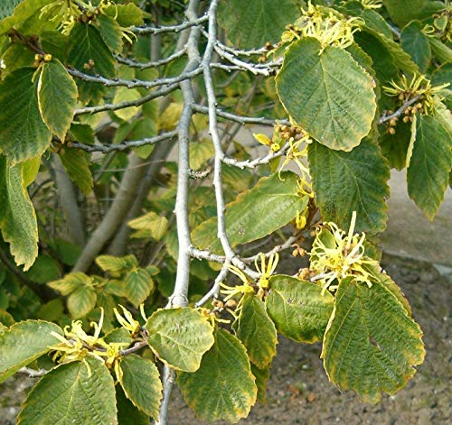 Green Future Pflanzenhandel Virginische Zaubernuss Hamamelis virginiana Pflanze 45-50cm Zauberstrauch