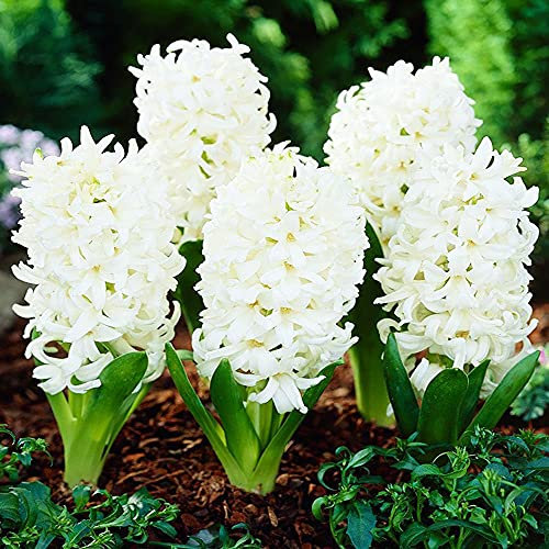 COOTO Garden Hyazinthen für garten weiss 3x Hyazinthenzwiebeln Frühblüher blumenzwiebeln Hyazithen White Pearl