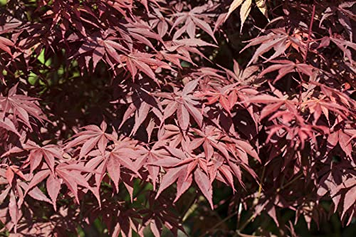 Acer palmatum 'Bloodgood' C 80-100 Fächerahorn 'Bloodgood',winterhart, deutsche Baumschulqualität, im Topf für optimales anwachsen