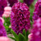 Hyazinthen Woodstock (15 Zwiebeln), Duftende Hyazinthen Kollektion, 3 Sorten/Farben, Mehrjährig, Winterhart Blumenzwiebeln Mischung aus Holland für Garten, Topf, Glas (große Knollen, kein Samen)
