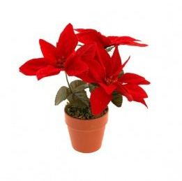 Fleur De Bethlehem rot (Stern-Noel)
