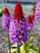 Neue frische 10 Stück Kniphofia Blumensamen