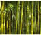 decomonkey - Papier Peint Panoramique Bambou Nature 300x210 cm - Décoration murale moderne – Tapisserie décorative pour chambre salon - Asie bambous feng shui feuilles orienter plantes fond zen