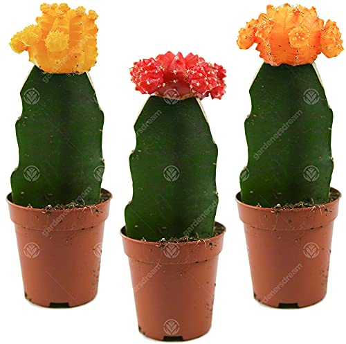 Disco Kaktus Mix House/Büro innen Pflanze, ideal als Hochzeitsgeschenk (3 Pack)