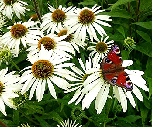 Weißer Sonnenhut White Swan - Echinacea Purpurea Alba - Mehrjährig - 20 Samen