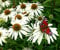 Weißer Sonnenhut White Swan - Echinacea Purpurea Alba - Mehrjährig - 20 Samen