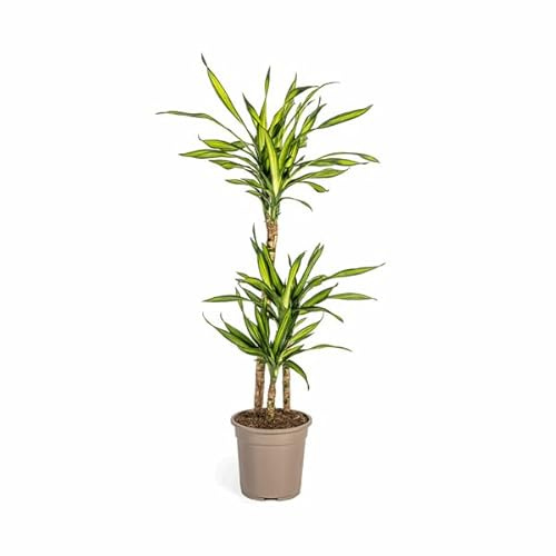 Drachenbaum Dracaena Deremensis Rikki 90-110cm 21cm Zimmerpflanze Pflegeleicht Grüne Blattpflanze für Wohnzimmer Büro Flur