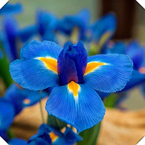 Iris bulbos, iris germanica bulbos, bulbos de iris, bulbos de flor iris