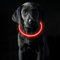 Coolzon LED Leuchthalsband Hundehalsband Aufladbar, Wasserdicht Halsband Hund 3 Modi, Leuchtband Hund Halsband Längenverstellbareres Super Helle Kalsband Katze und Hunde Klein Groß Mittel, Rot