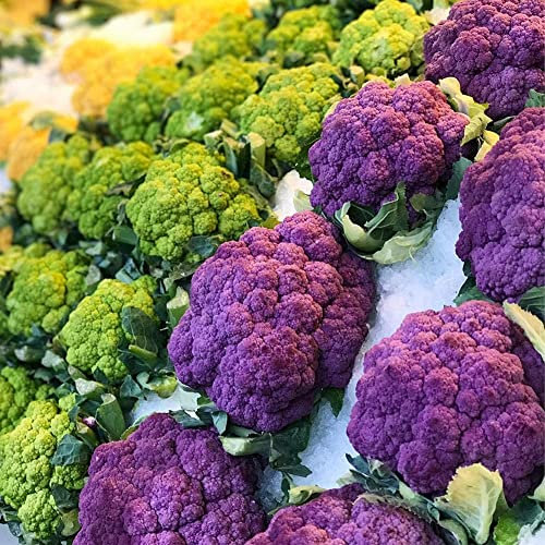 Haloppe 500 Piezas de Semillas de Coliflor para Plantar en el jardín del hogar, Coloridas Semillas de Coliflor para decoración de jardín de Verduras Semillas