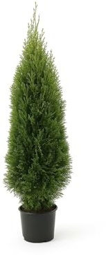 25 Lebensbaum Thuja Smaragd 70-100 cm | immergrüne & winterharte Sichtschutzhecke für 8 m | im Topf mit festem Ballen | Edelthuja, sofort pflanzbar