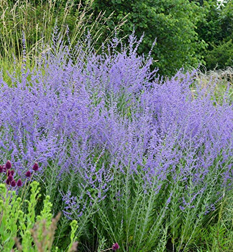 Blauraute 40-60cm - Perovskia abrotanoides - Gartenpflanze