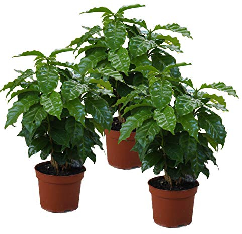 Echter Kaffee Pflanze, (Coffea arabica), Zimmer und Kübelpflanze, (3 Pflanzen)