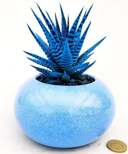 POWERS TO FLOWERS - HAWORTIA BIG BENG ALBA COLOR LIFE BLU ÌN VASO CERAMICA SFERICO AZZURRO, ECHEVERIA, CACTUS, Pianta vere