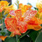 PAKCELL Canna Knollen winterhart/indisches blumenrohr knollen - Schöner Gartenblume, in Vielzahl von Farben erhältlich-1knollen-A