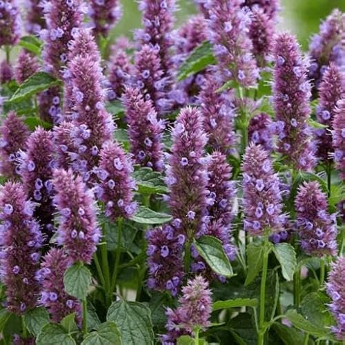 Pianta vera di Agastache Beelicious Purple - Diametro Vaso Ø 17 cm