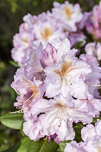 Rhododendron Hybride 'Janet Blair' 30-40 cm – Winterhart, Immergrün, Mehrjährig – Rhododendron – Zierstrauch für Garten & Kübel