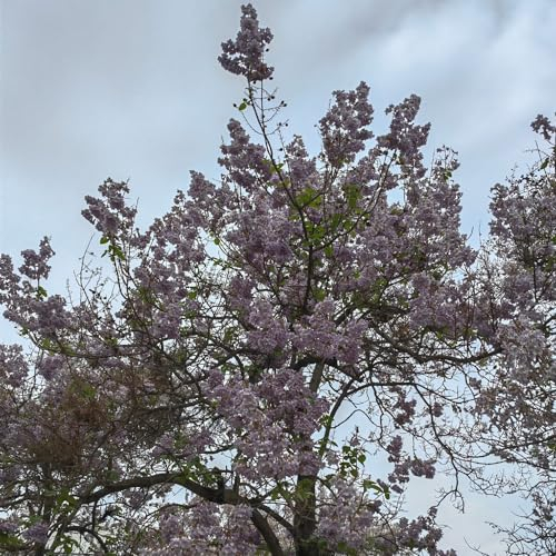 400 Pcs Paulownia Baum Samen - Paulownia Tomentosa - Pflanzen Samen, Bäume Pflanzen Kiribaum Pflanze Samen, Bonsai Baum, Nachhaltige Geschenke Baumsamen, Bonsai Samen Indoor Balkonpflanzen,