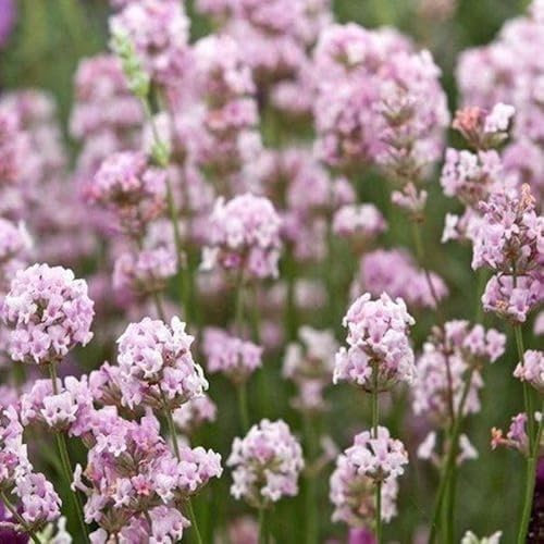 50 x rosa lavendel rosea: lavandula angustifolia, 9x9-cm-topf, 5–10 cm hoch