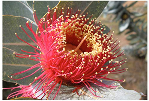 MACROCARPA Fiori Australiani 30 Ml Miscela Pronta All'Uso Esaurimento/Forza Interiore BUSH FLOWER