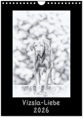 Vizsla-Liebe (Wandkalender 2026 DIN A4 hoch), CALVENDO Monatskalender: Einmal Vizsla - immer Vizsla (CALVENDO Tiere)