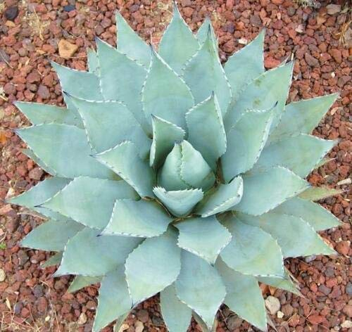 AGAVE PARRYI var COUSEI resistant exotic succulent aloe vera rare plant seeds 100 SEEDS -