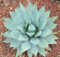 AGAVE PARRYI var COUSEI resistant exotic succulent aloe vera rare plant seeds 100 SEEDS -