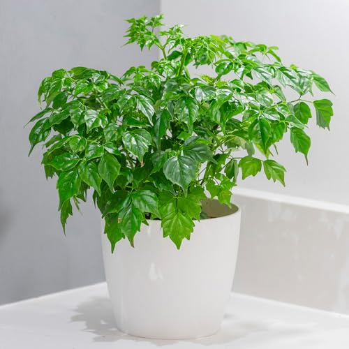 YouGarden Asian Bell Tree, Radermachera sinica, 1 x 12cm Pot, Established Bonsai Houseplant, Ready to Display, Starter Indoor Plant
