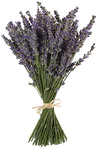 TooGet Fasci di Lavanda Naturali, Appena Raccolte 200 Steli Essiccati di Lavanda Mazzetto 40 - 45cm Lunghi, Fiori Decorativi Bouquet Per La Decorazione Domestica, Matrimonio o Qualsiasi Occasione