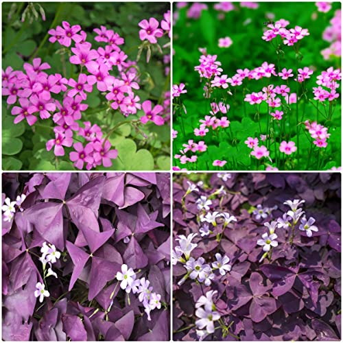 6 Stück oxalis triangularis zwiebeln Glücksklee Kleeblätter - Seltene Pflanzen serie - mix nachhaltiges geschenk balkonpflanzen frühlingsblüher zwiebeln blumenzwiebeln winterhart