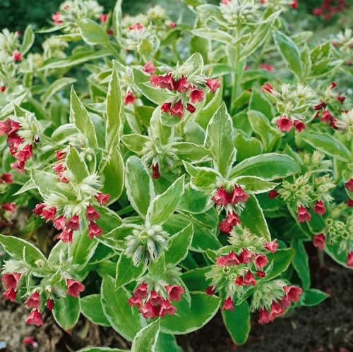 Pulmonaria rubra ca. 9x9 cm Topf - Rotes Lungenkraut, rosarote Blüten, Blütezeit März-Mai, ideal für schattige Beete, bienenfreundlich, pflegeleicht