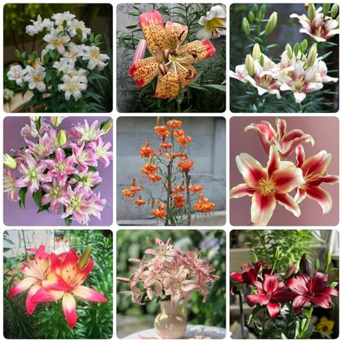 2 Pcs Lilien Zwiebeln Winterhart, Lilien Knollen, Gärtner Geschenke, Topfpflanzen Draußen Winterhart Lilien Deko Zwiebeln - Lilium Brownii - Blumenwiese Mehrjährig Winterhar, Winterharte