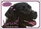 Warnschild Labrador Retriever - Exklusives Hundeschild in Fotoqualität, DIN A3