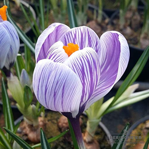 Blumenzwiebeln Crocus Großblumige Pickwick, Zwiebel-Gr. 9/10 (50 Zwiebeln)