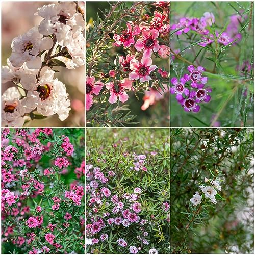 100 pcs manuka pflanze samen - pflanzenkübel,Leptospermum scoparium, blumenwiese samen schmetterlingsflieder bäume kaufen blumensamen gastgeschenk winterharte pflanzen für