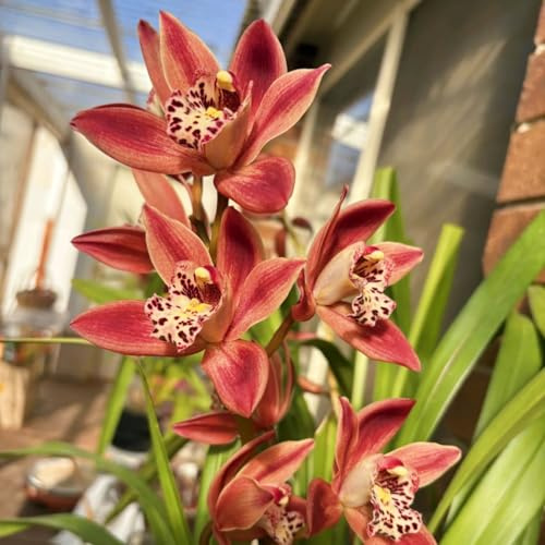 Cymbidium/winterhart mehrjährig Cymbidium/schnelles Wachstum/lange Blütezeit–hohe Qualität,gemischte,selten,ausgewählt-8 Cymbidium knolle-D