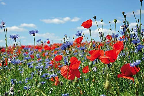1art1 Blumen XXL Poster Wildblumen-Wiese Mit Mohn- Und Kornblumen Plakat | Bild 120x80 cm